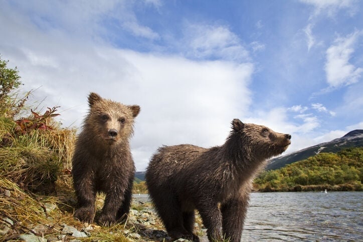 Bear Cubs Black - Free photo on Pixabay