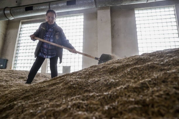 KYIV, UKRAINE - MAY 30: A farmer shovel seeds on an agricultural land as the Russian attacks effect agriculture sector negatively in Kyiv, Ukraine on May 30, 2022. (Photo by Dogukan Keskinkilic/Anadolu Agency via Getty Images)