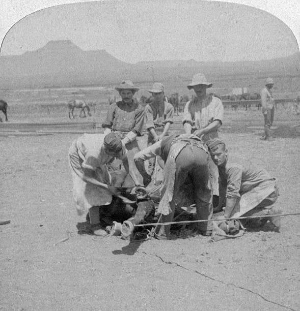 Shoeing horses at Naauwpoort, South Africa, Boer War, 1900. Stereoscopic card. (Photo by The Print Collector/Print Collector/Getty Images)