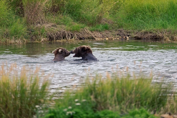 Two Courageous Fishermen Jump In As Mother Bear Leaves Babies To Drown |  HorizonTimes