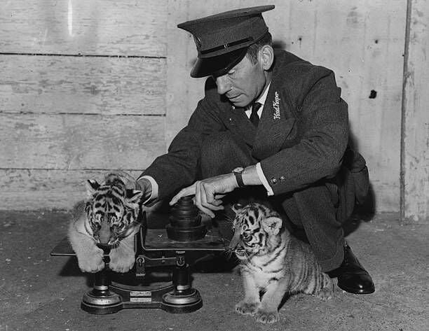 25th July 1960:  Frank Meakins weighs Doreen and Julie, twin tiger cubs, born at the Whipsnade Zoo, in May.  (Photo by Keystone/Getty Images)