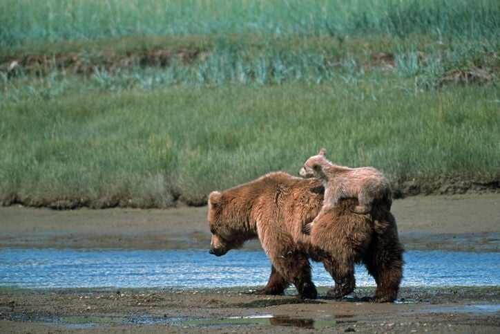 Brown Bear Swimming - Free photo on Pixabay